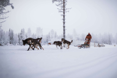 Husky-Safari