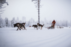 Husky-11