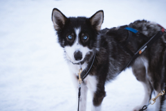 Husky-5