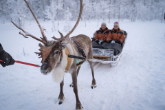Reindeer-2
