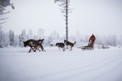 Husky-11