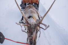 Reindeer-1-1