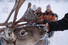 Reindeer-1