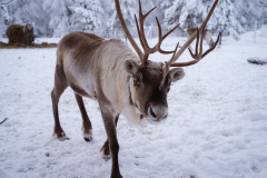 Reindeer-13