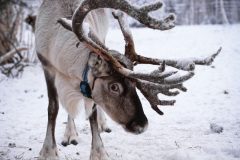 Reindeer-14