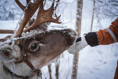 Reindeer-15
