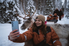 Reindeer-19