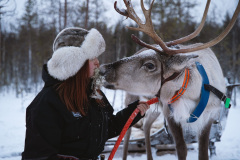 Reindeer-21