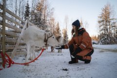 Reindeer-25