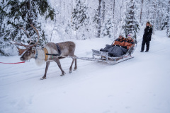 Reindeer-4
